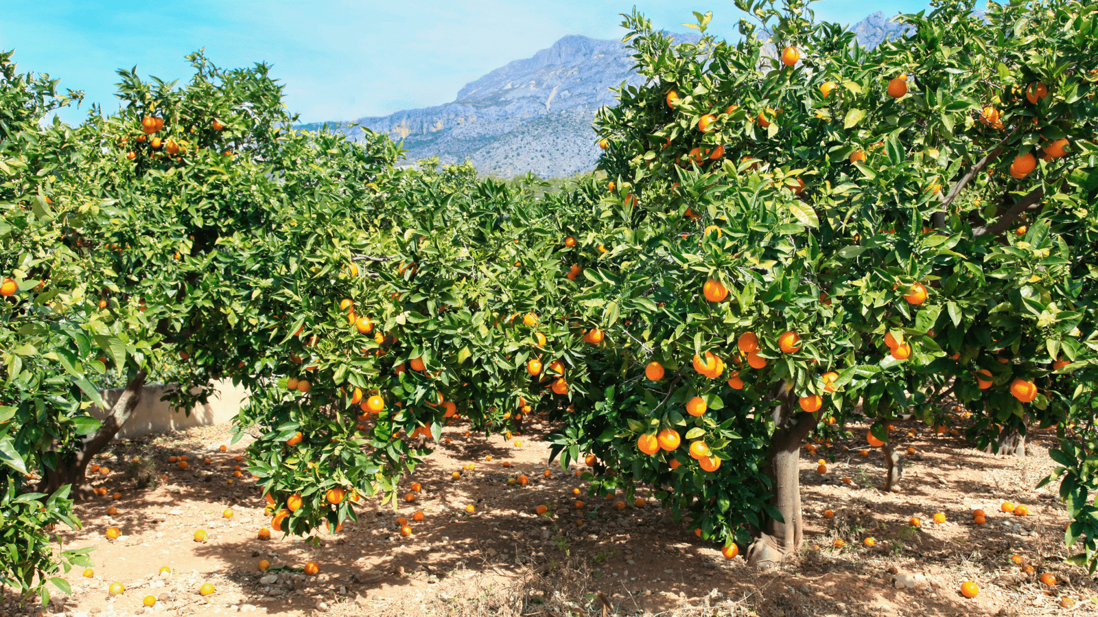 Mediterranean climate and vegetation